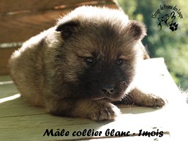 chiot eurasier