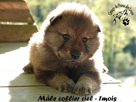chiot eurasier