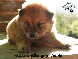 chiot eurasier