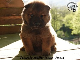 chiot eurasier