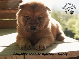 chiot eurasier