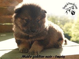chiot eurasier