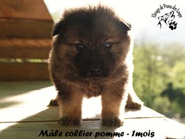 chiot eurasier