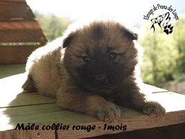 chiot eurasier
