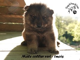 chiot eurasier