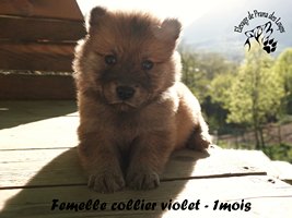 chiot eurasier