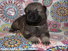 chiot eurasier