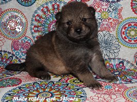 chiot eurasier