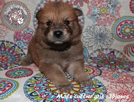 chiot eurasier