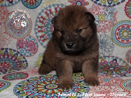 chiot eurasier
