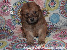 chiot eurasier