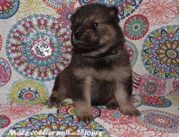 chiot eurasier