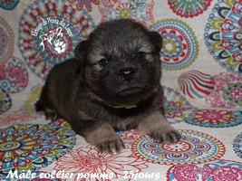 chiot eurasier