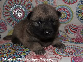 chiot eurasier