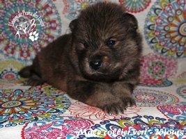 chiot eurasier