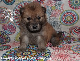 chiot eurasier