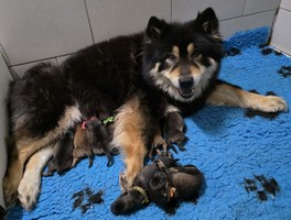 chiot eurasier