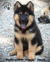 chiot eurasier