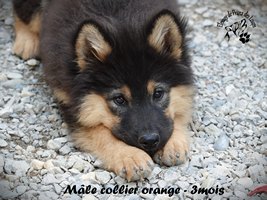 chiot eurasier