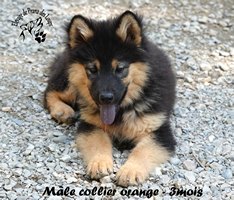 chiot eurasier