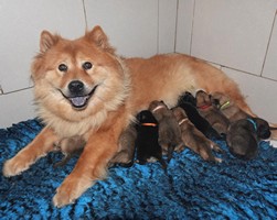 chiot eurasier