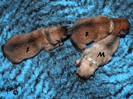 chiot eurasier