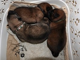 chiot eurasier