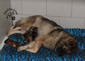 chiot eurasier