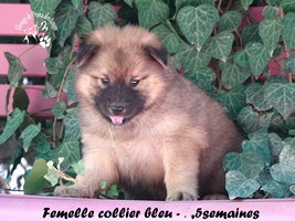 chiot eurasier