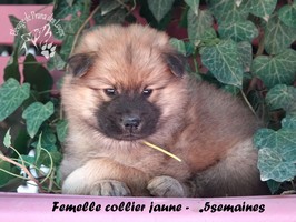 chiot eurasier