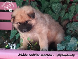 chiot eurasier