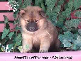 chiot eurasier