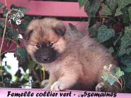 chiot eurasier