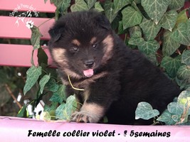 chiot eurasier