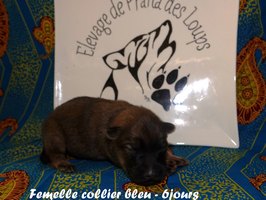 chiot eurasier