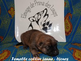chiot eurasier