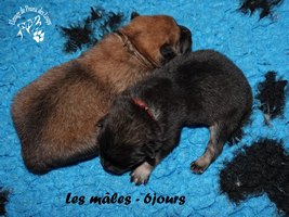 chiot eurasier