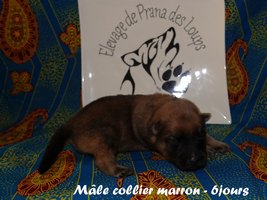 chiot eurasier