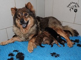 chiot eurasier