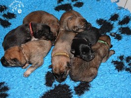 chiot eurasier