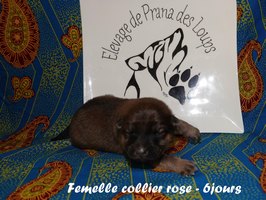 chiot eurasier