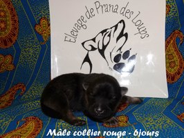 chiot eurasier