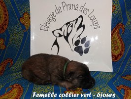 chiot eurasier