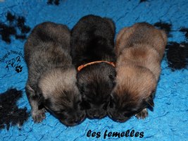 chiot eurasier