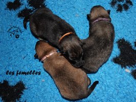 chiot eurasier