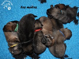 chiot eurasier
