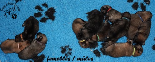 chiot eurasier