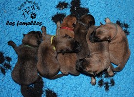 chiot eurasier