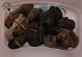 chiot eurasier
