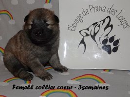 chiot eurasier